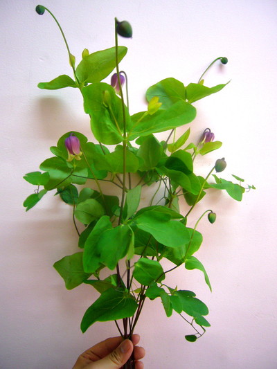 アディソニーキング