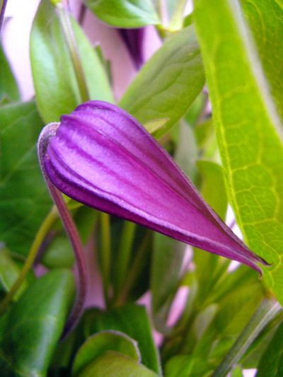 インテグリFピンク