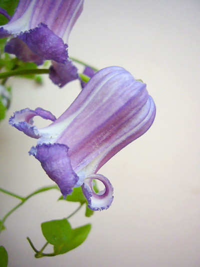 クリスパ（テキセンシス）