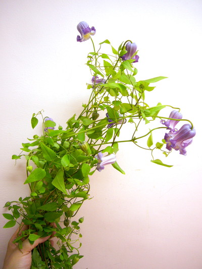 クリスパ（テキセンシス）