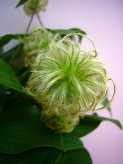 コアクチリス　実