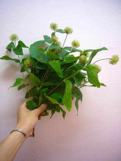 コアクチリス　実