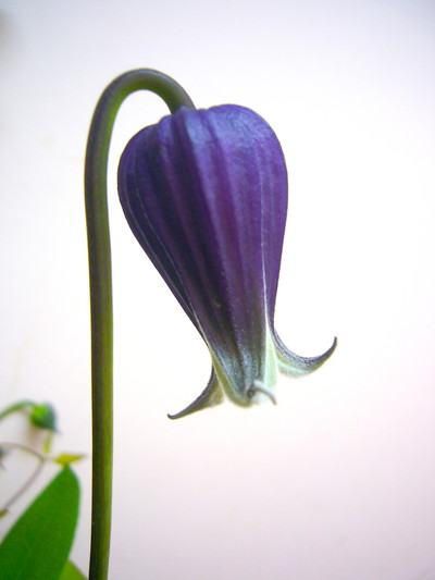 ベルベッドベル