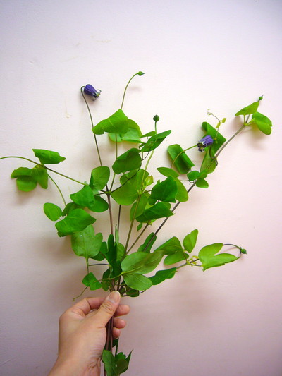 ベルベッドベル