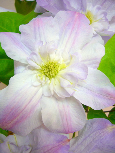 ベロニカズチョイス