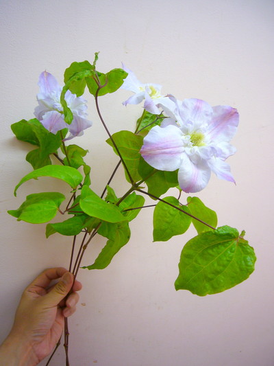 ベロニカズチョイス