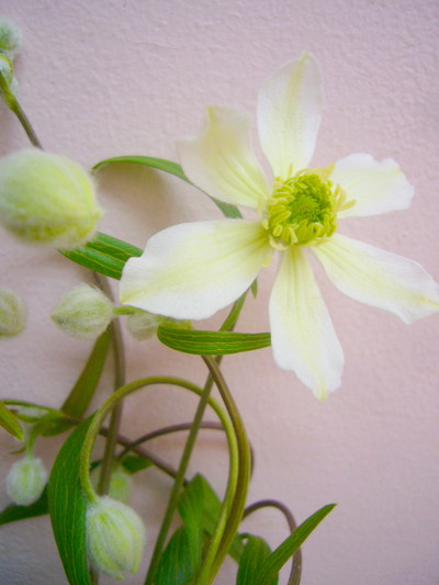 ホワイトジュエル