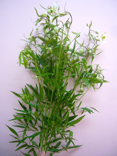 ホワイトジュエル