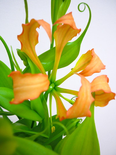 ヴィレッセンス