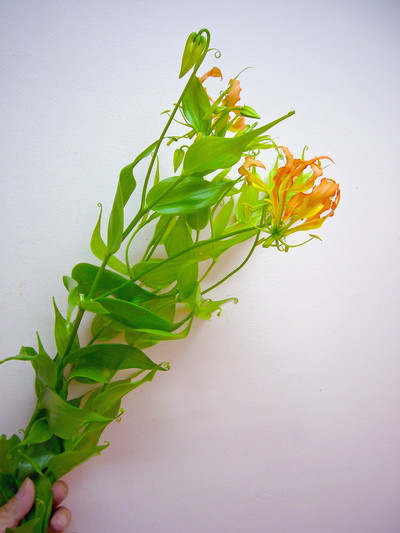 ヴィレッセンス