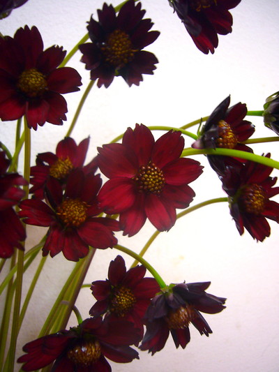 C.アンティークレッド