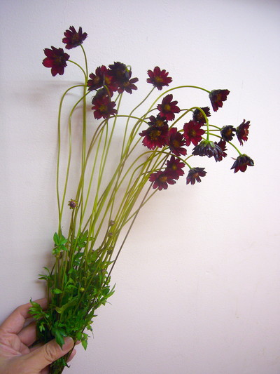 C.アンティークレッド