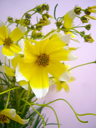 ウィンターコスモス