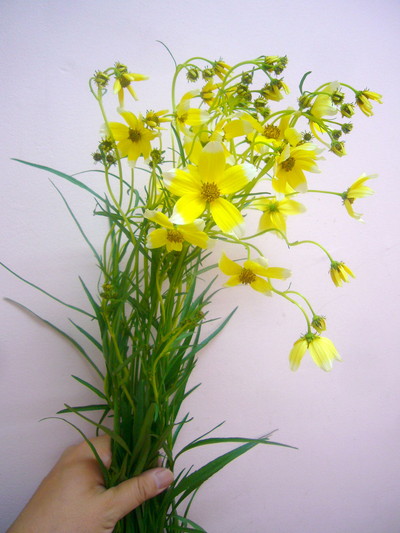 ウィンターコスモス