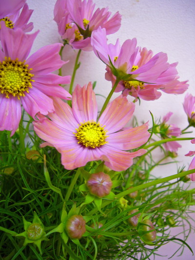 オレンジキャンパス