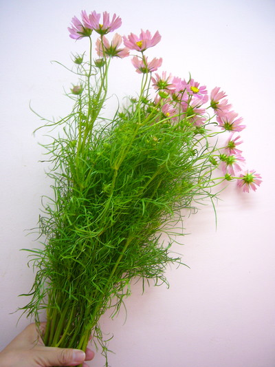 オレンジキャンパス