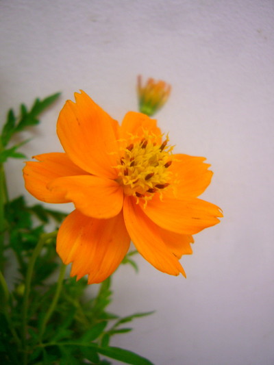 サニーオレンジ