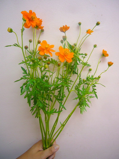 サニーオレンジ