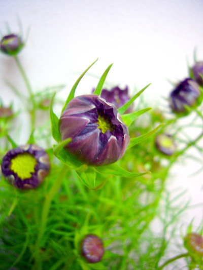 ダブルクリッククランベリー