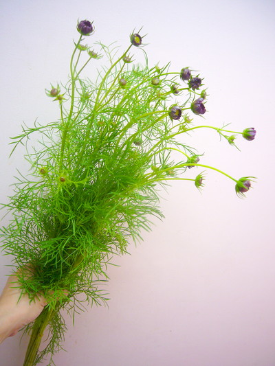 ダブルクリッククランベリー