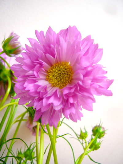 ローズボンボン