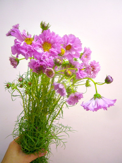 ローズボンボン