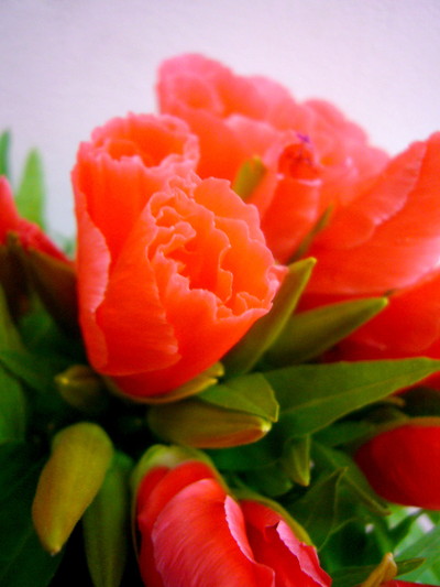 ジューンサーモン