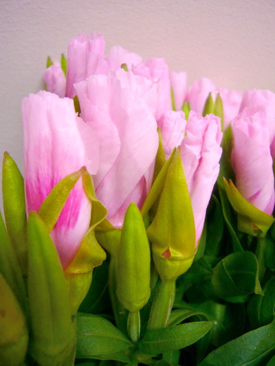 ジューンサーモンピンクアイ