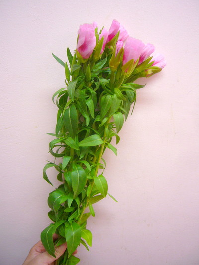 ジューンサーモンピンクアイ