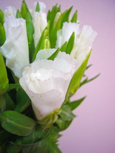 ジューンホワイト