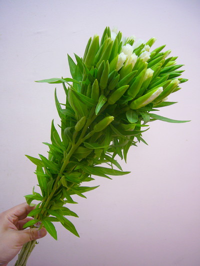 ジューンホワイト