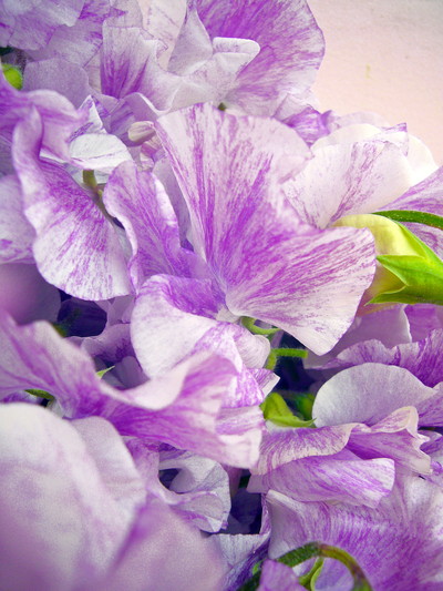 スプラッシュパープル