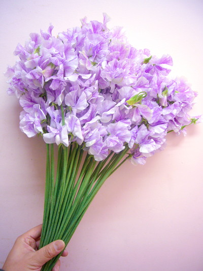 スプラッシュパープル