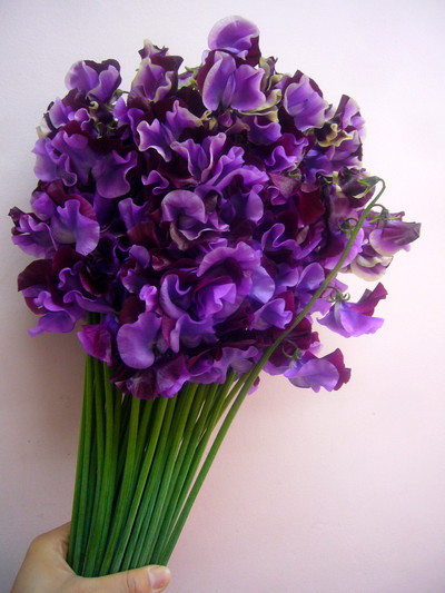 ダンスクイーン