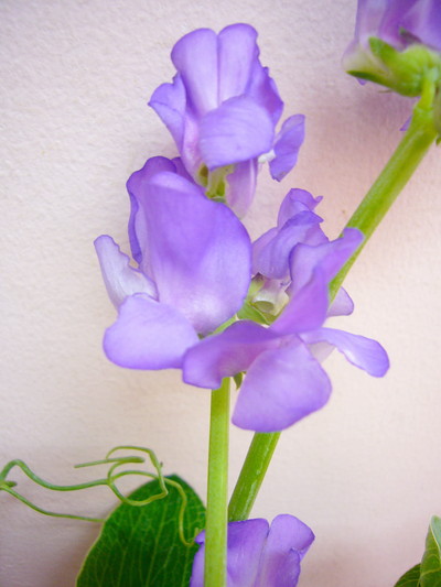 ブルーフレグランス