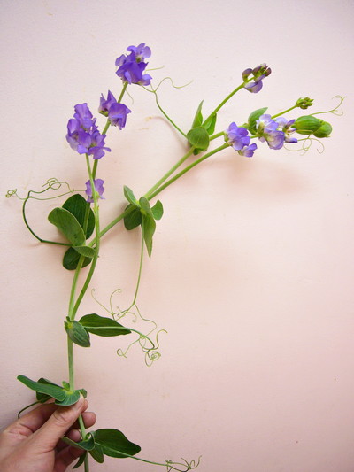 ブルーフレグランス