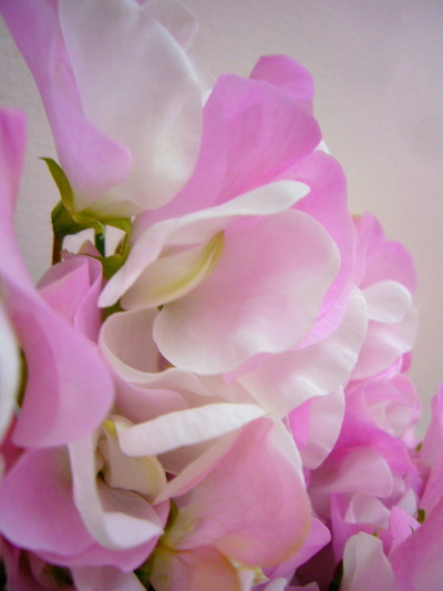 スイートメモリーズ