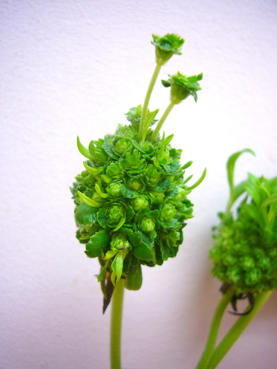 グリーンナップル