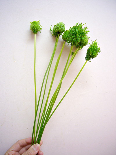 グリーンナップル