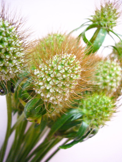 スカビオサ　実