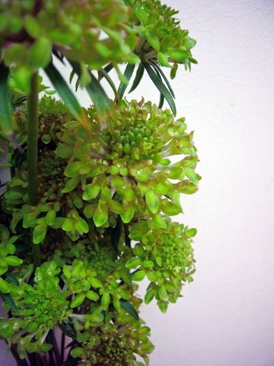 テラプチグリーン