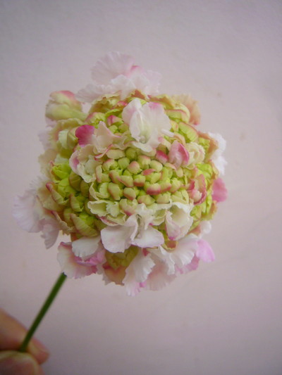 ナナライトピンク