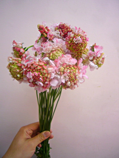 ナナライトピンク