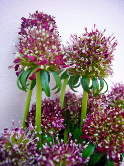 プチヘンナヤツ