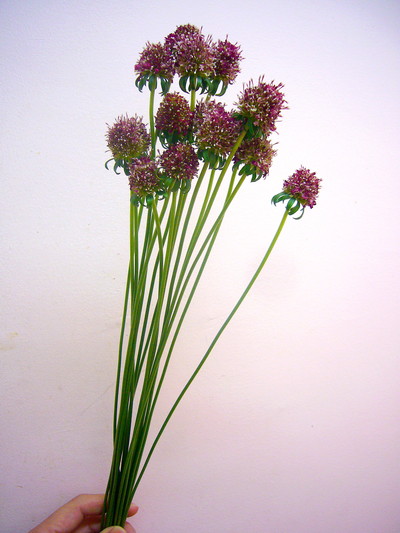 プチヘンナヤツ