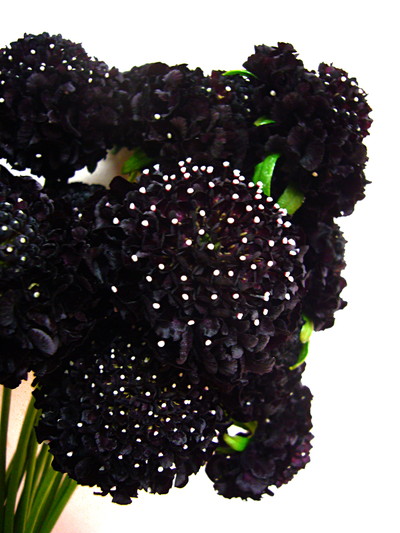 プチポンブラック