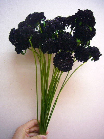 プチポンブラック