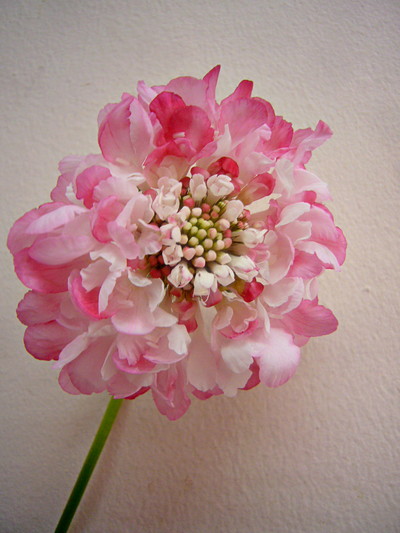 プリティレディ