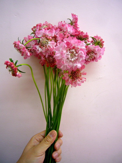 プリティレディ