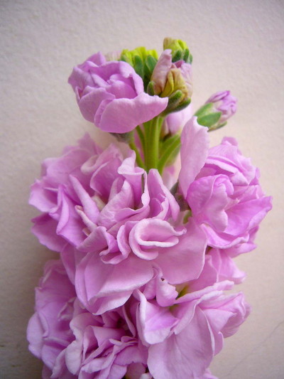 アイアンチェリー